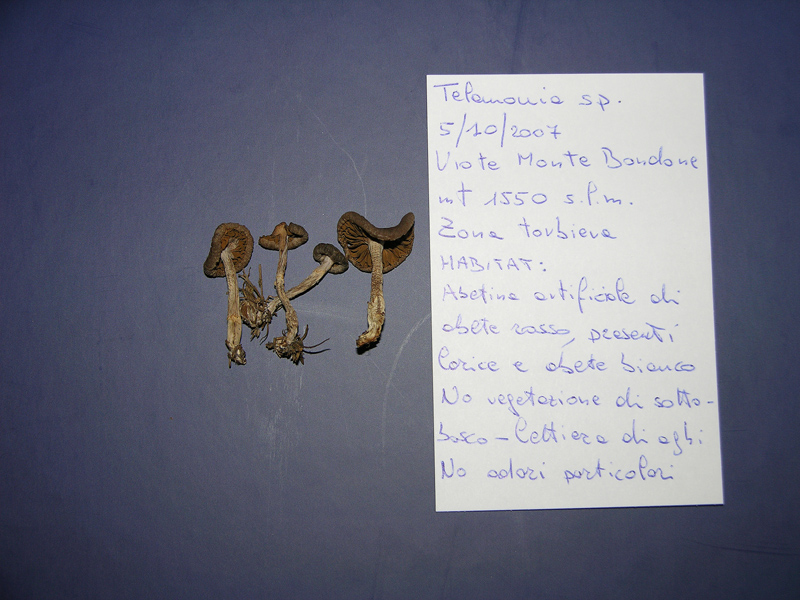 Cortinarius n�1.